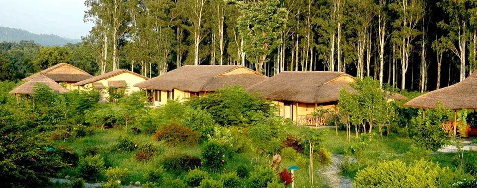 jungle resorts